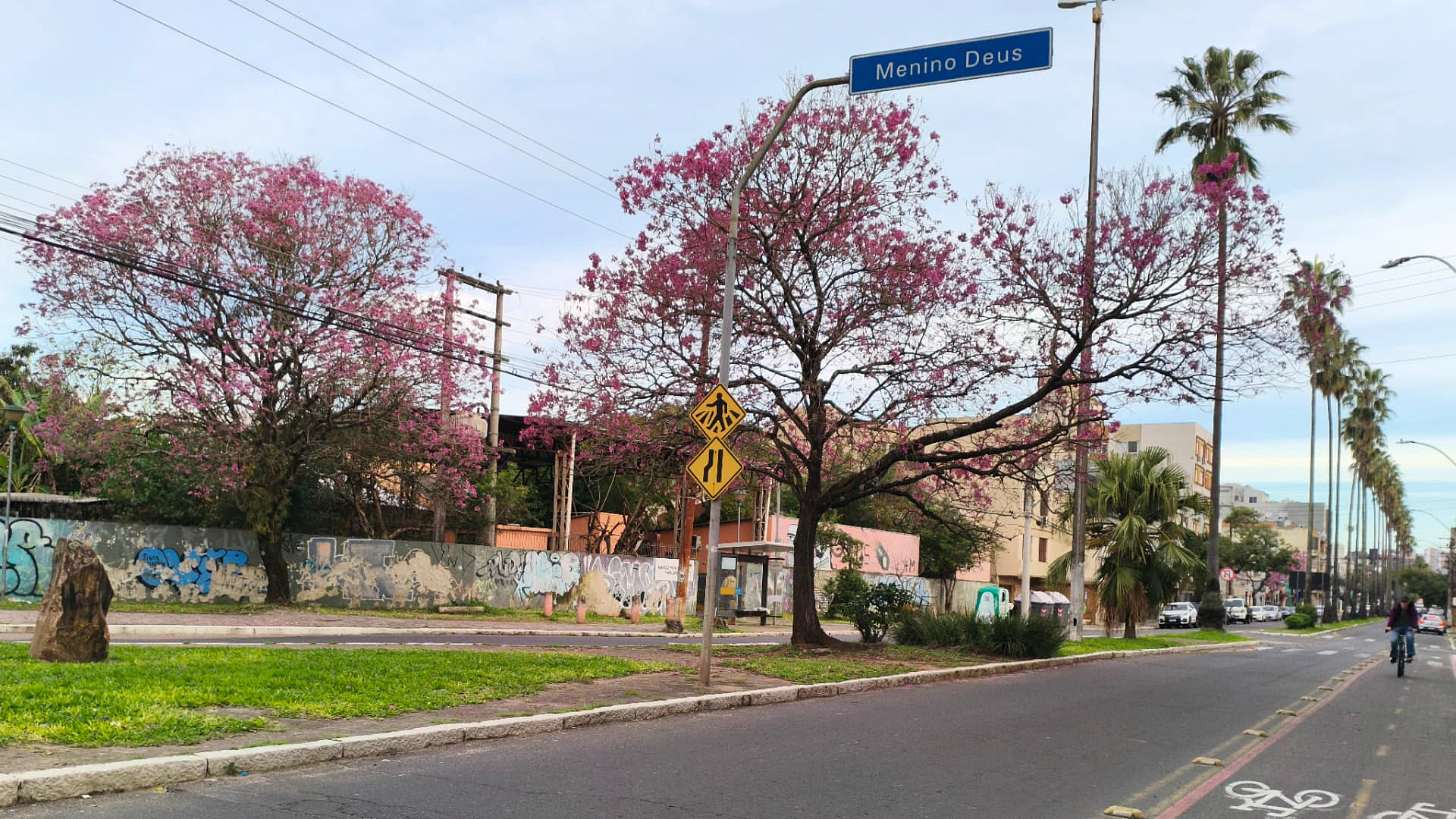 Avenida arborizada do bairro Menino Deus, em Porto Alegre, com ipês rosa floridos, ciclovia e palmeiras